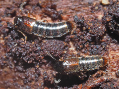 Gabrius splendidulus