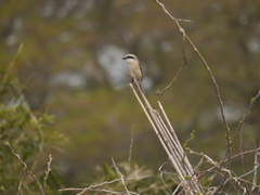 Lanius bucephalus