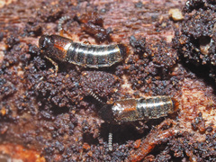 Gabrius splendidulus