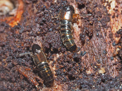 Gabrius splendidulus