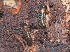 Gabrius splendidulus