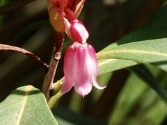 Enkianthus quinqueflorus, photograph Toby Y, CC BY, iNaturalist via GBIF