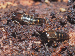 Gabrius splendidulus