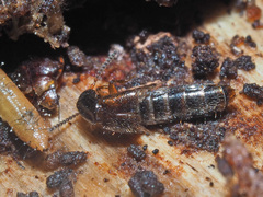 Gabrius splendidulus