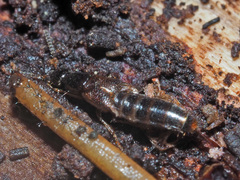 Gabrius splendidulus