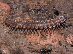 Polydesmus complanatus illyricus