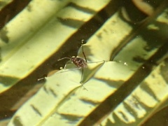 Metrocoris lituratus