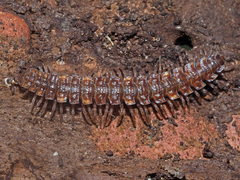 Polydesmus complanatus illyricus