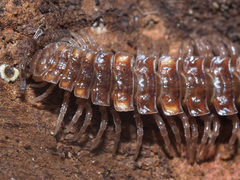 Polydesmus complanatus illyricus
