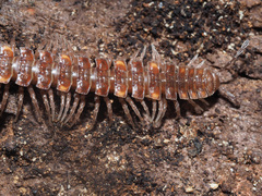 Polydesmus complanatus illyricus