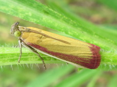 Oncocera semirubella