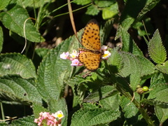 Pardopsis punctatissima