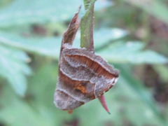 Paragabara flavomacula