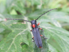Phytoecia rufiventris