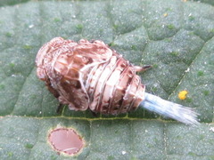 Dentatissus damnosus