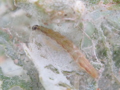 Scythris sinensis