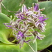 Flat-leaved African Hyacinth - Photo (c) Jane Trembath, some rights reserved (CC BY-NC), uploaded by Jane Trembath