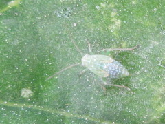 Orthotylus flavosparsus