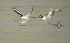 Haematopus ostralegus
