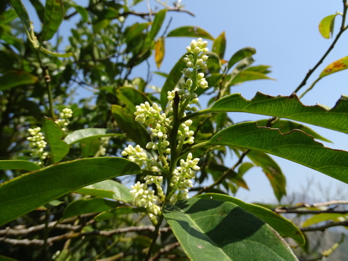 Chinese sweetspire (Itea chinensis)