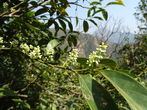 Itea chinensis, photograph 1