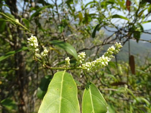 Itea chinensis, photograph 2
