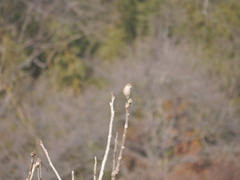 Lanius bucephalus bucephalus