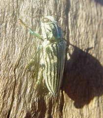 Chalcophorotaenia quadriimpressa
