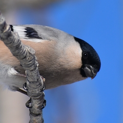 Pyrrhula pyrrhula cassinii