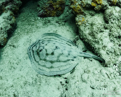 Urobatis concentricus