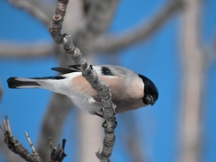 Pyrrhula pyrrhula cassinii