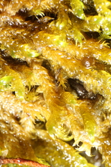 Warnstorfia fluitans