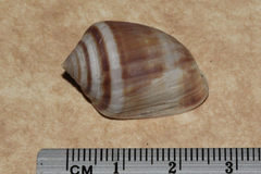 Cassidula angulifera