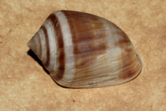 Cassidula angulifera