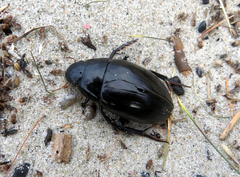 Hydrophilus aterrimus