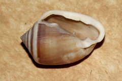 Cassidula angulifera