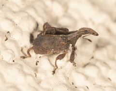 Stephanorhynchus crassus