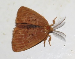 Euproctis punctifera