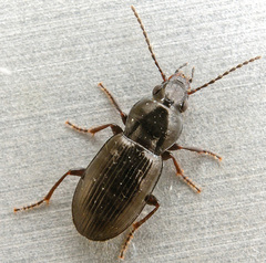 Pterostichus diligens