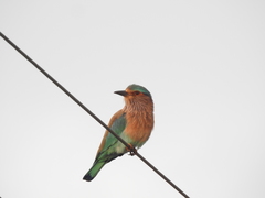 Coracias benghalensis