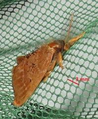 Euproctis punctifera