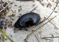 Hydrophilus aterrimus