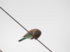 Coracias benghalensis