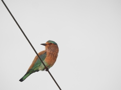 Coracias benghalensis