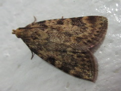 Aglossa dimidiatus