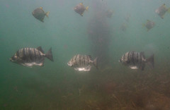 Selenotoca multifasciata