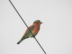 Coracias benghalensis