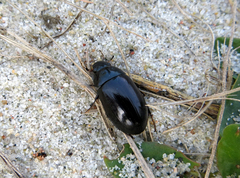 Hydrochara caraboides