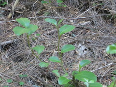Griselinia littoralis