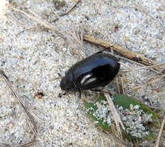 Hydrochara caraboides
